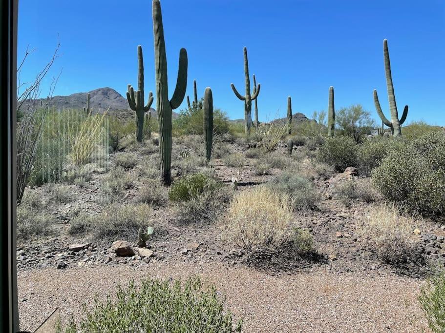 Tucson Mnt Foothills Saguaro Bliss Villa Ngoại thất bức ảnh