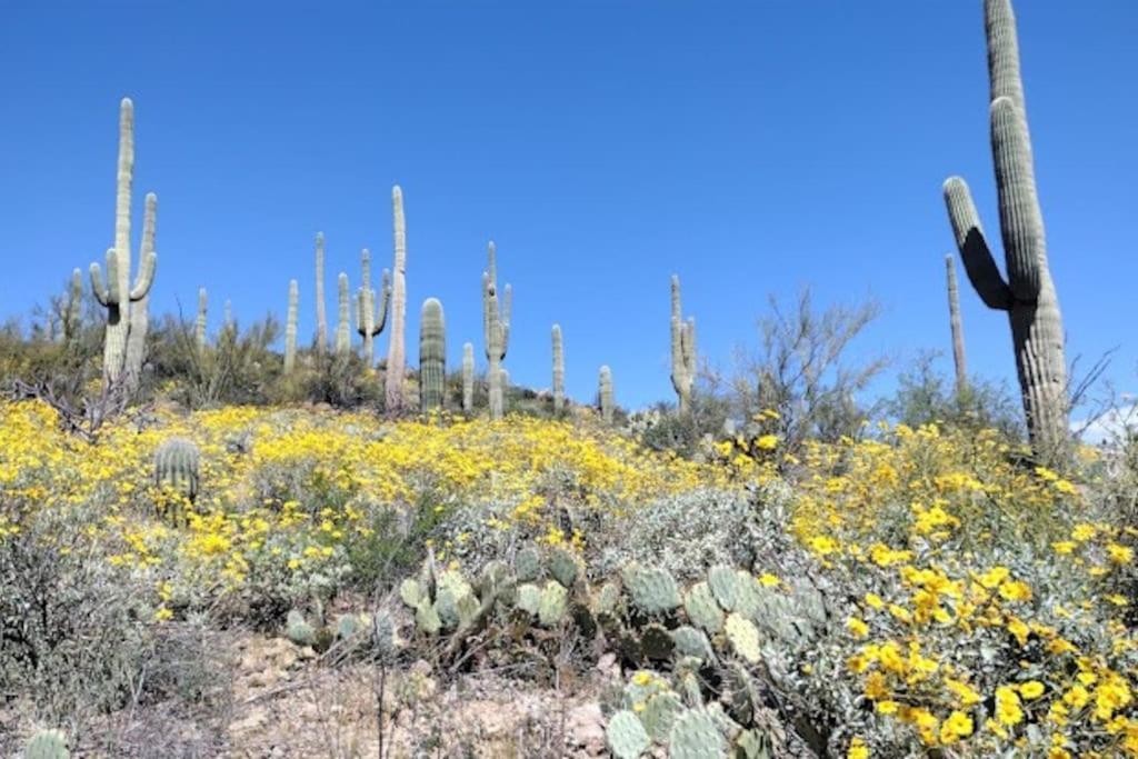 Tucson Mnt Foothills Saguaro Bliss Villa Ngoại thất bức ảnh
